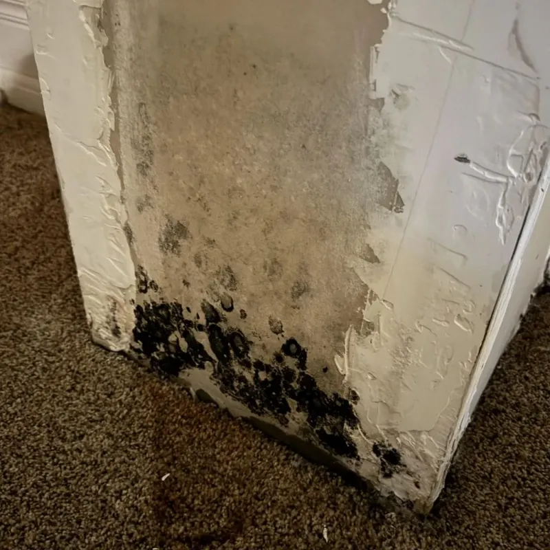 Professional Mold Removal in Cleveland, WI